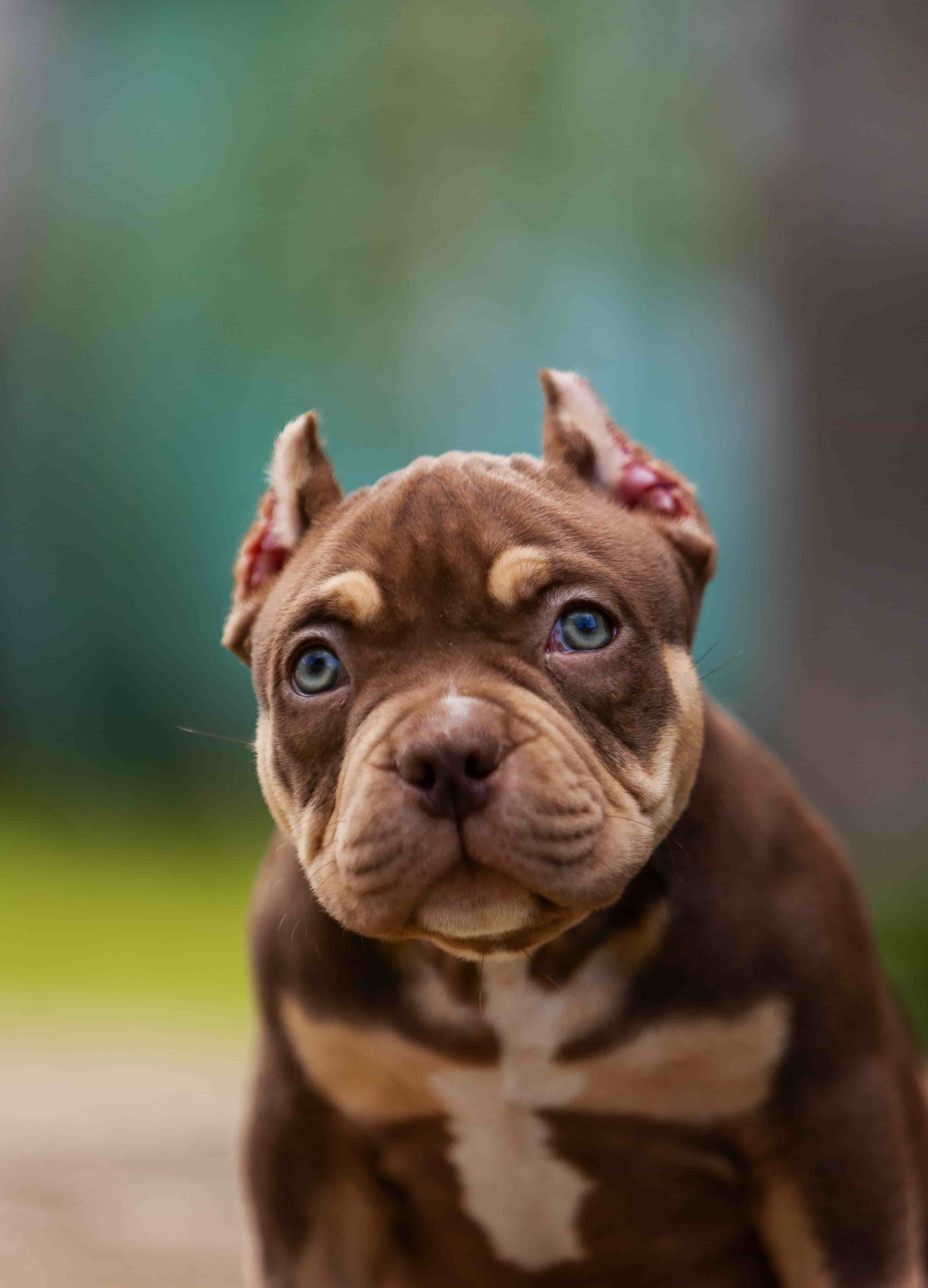 Собака BelovedBully