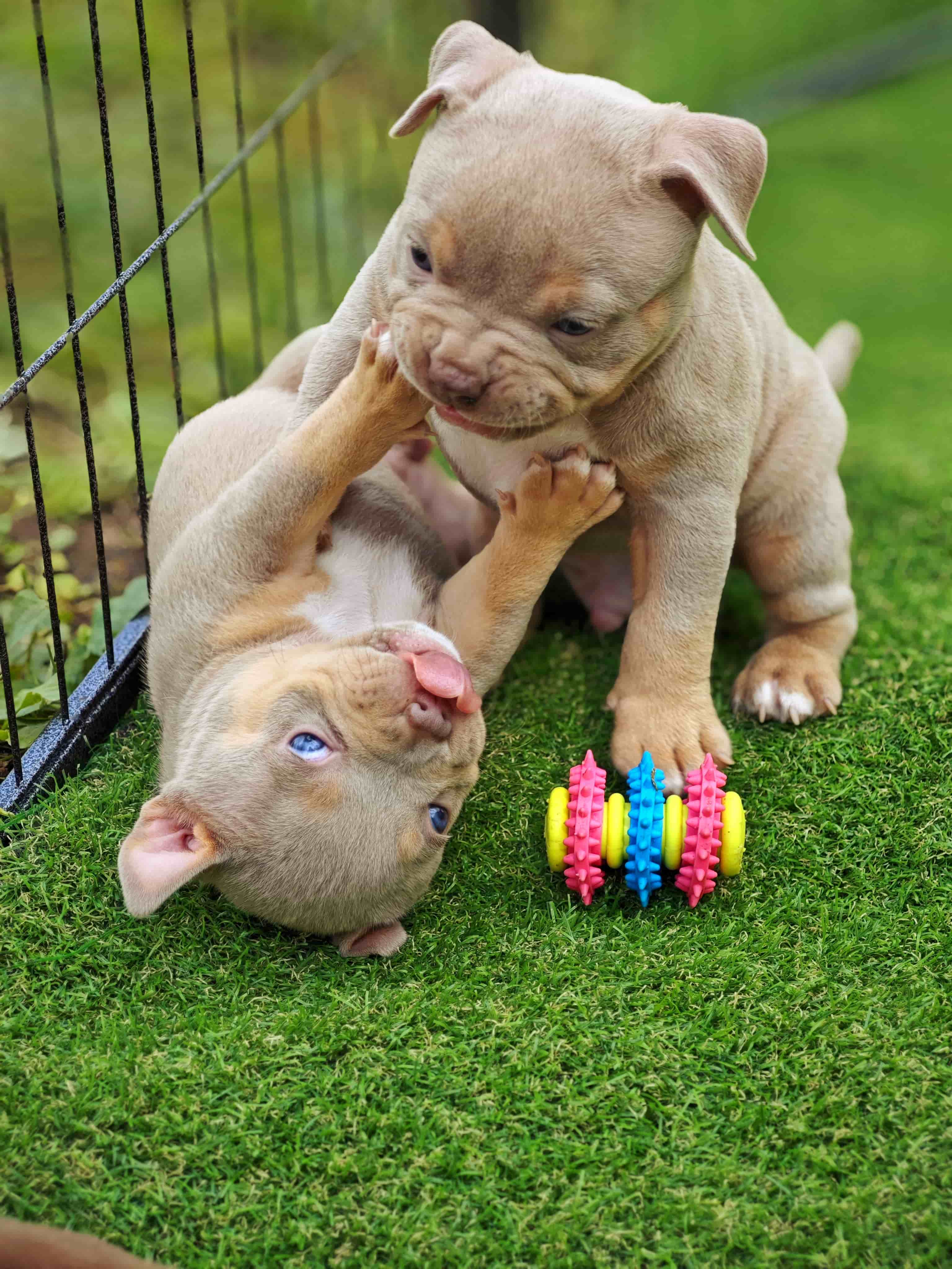 Щенок BelovedBully