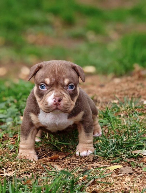 Dog Photo