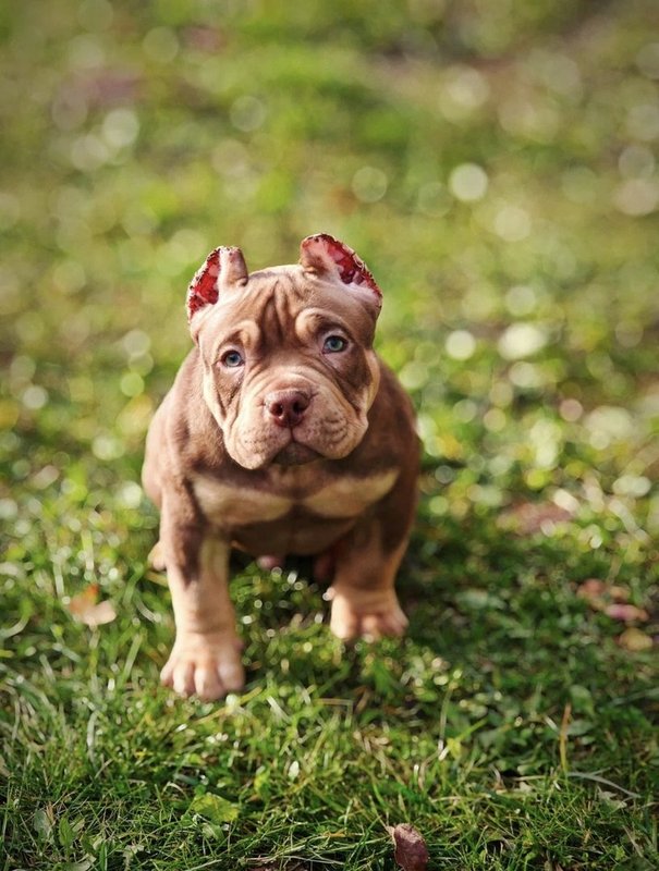 Dog Photo