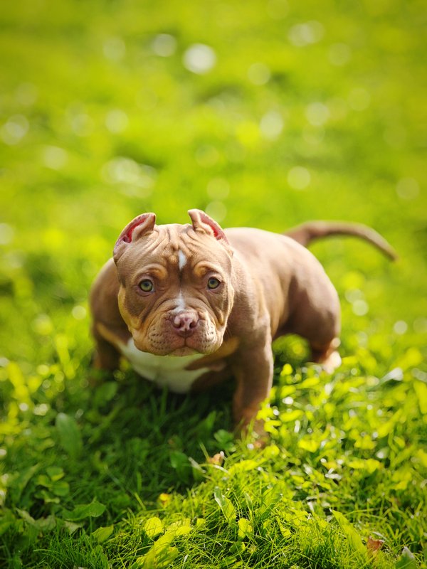 Dog Photo